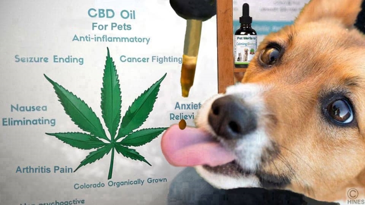 Dogs and Marijuana: Relieving Your Dog's Arthritis | Densipaper