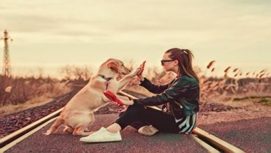 Dog obedience training in Orem can help create a harmonious relationship between pet owners and their furry friends. Learn more about it here!