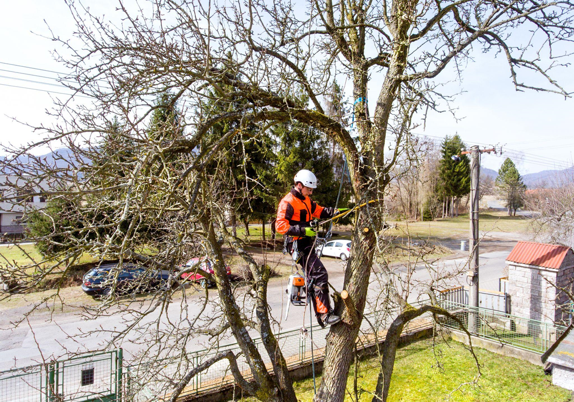 Is Hiring an Arborist Worth the Cost?