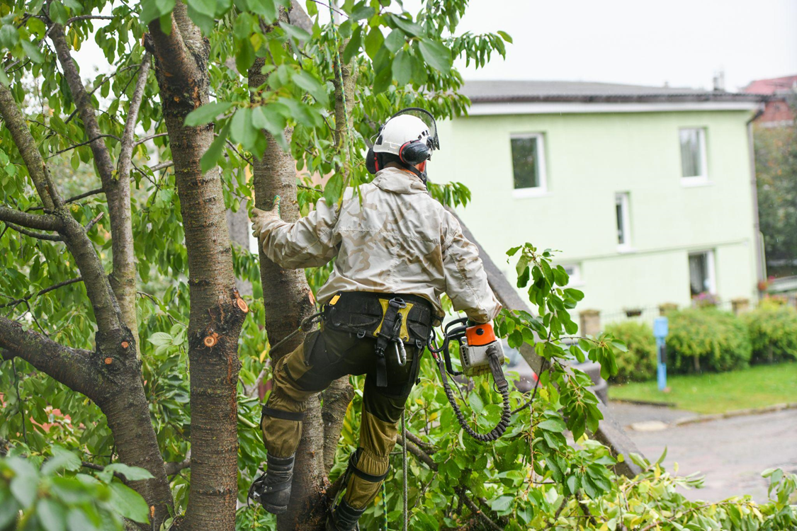 What Does an Arborist Do? A Comprehensive Overview